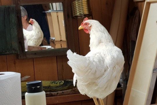 20190922_150148_resized Huhn.jpg